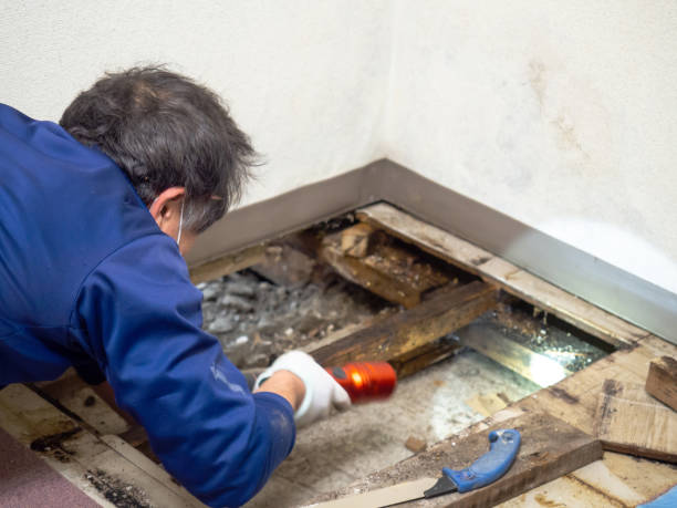 Best Mold Testing  in Glendale Heights, IL