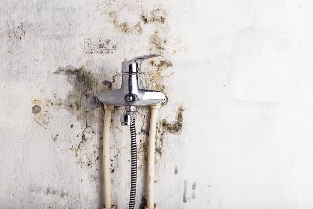 Glendale Heights, IL Mold Removal Company