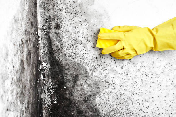 Best Toxic Mold Removal  in Glendale Heights, IL