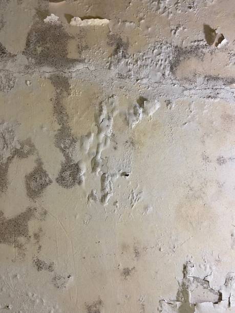 Mold Removal and Inspection in Glendale Heights, IL