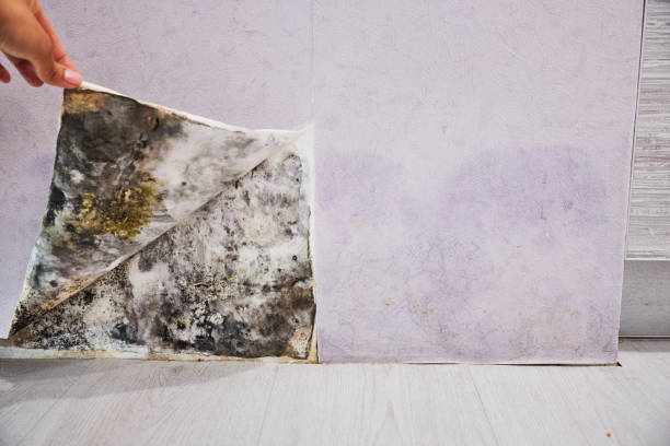 Best Certified Mold Removal  in Glendale Heights, IL